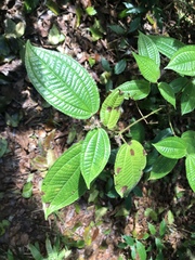 Miconia crenata