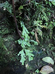 Selaginella