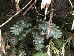 Trichomanes atrovirens