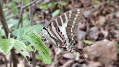 Graphium nomius
