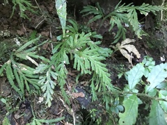Selaginella