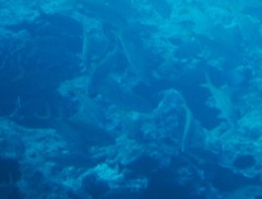 Mulloidichthys flavolineatus