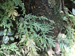 Selaginella
