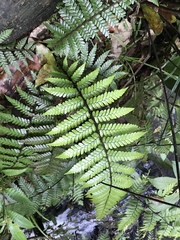 Cyathea