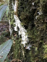 Fungi