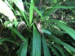 Liliopsida