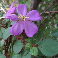 Melastomataceae