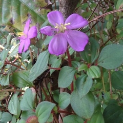 Melastomataceae