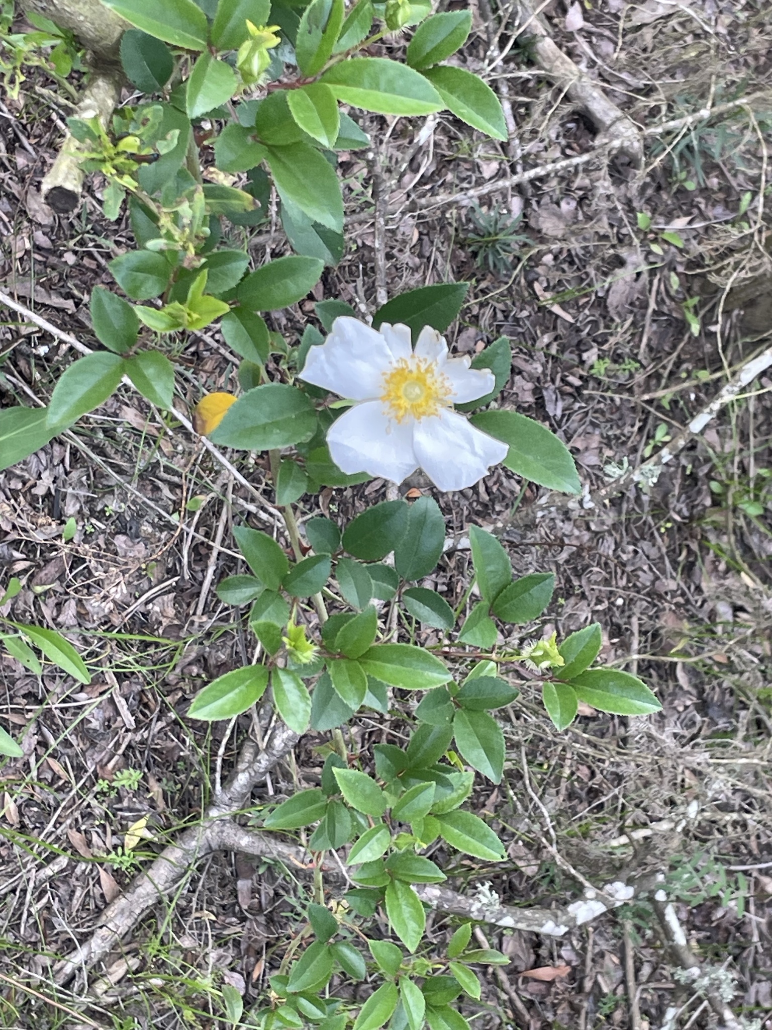 Imagem de Rosa-do-campo