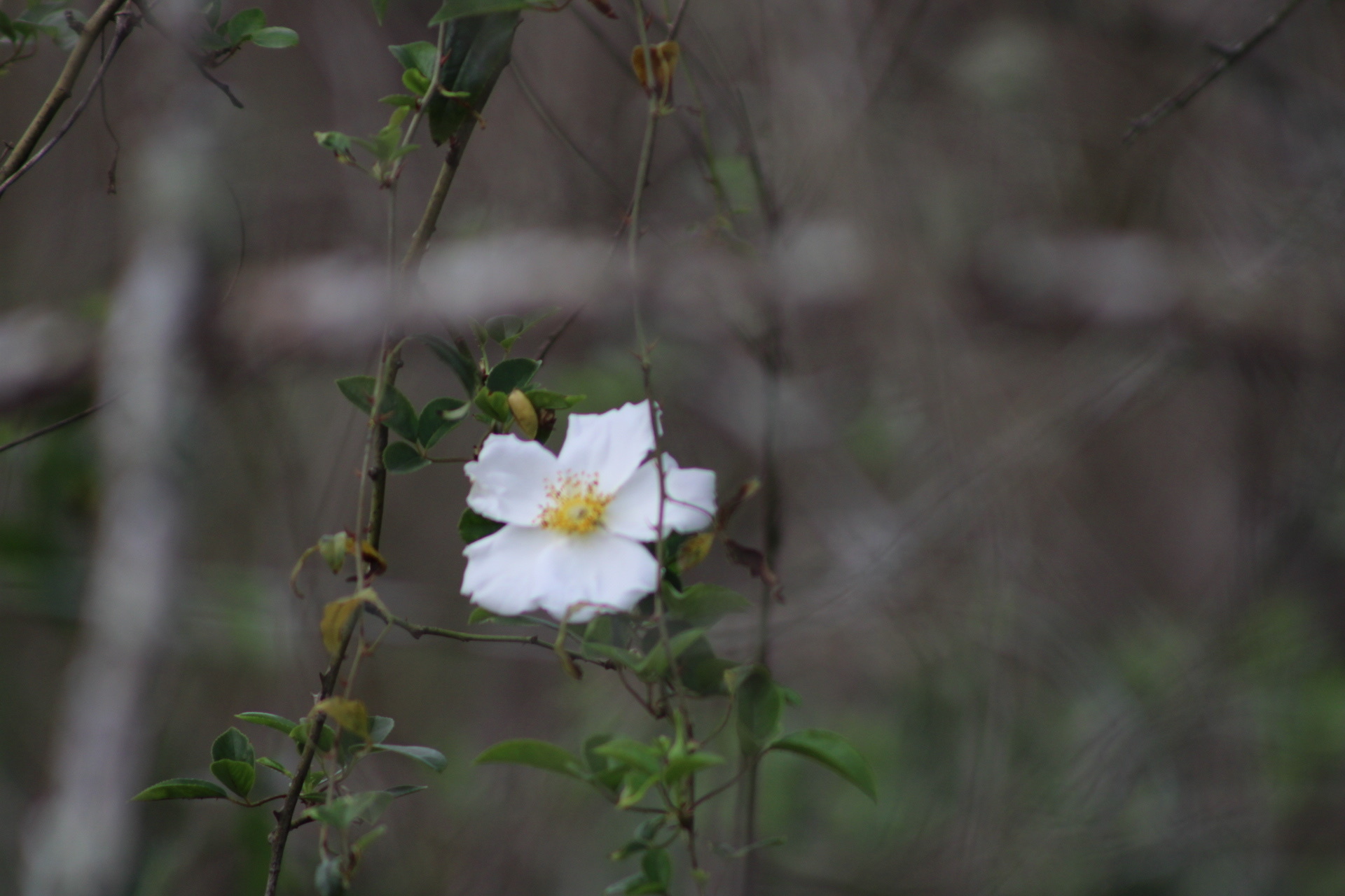 Imagem de Rosa-do-campo