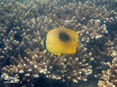 Chaetodon speculum