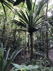 Pandanus