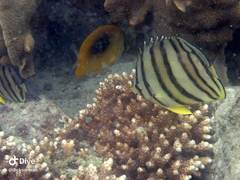 Chaetodon octofasciatus