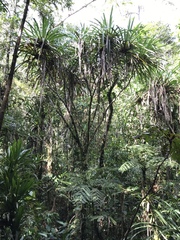 Liliopsida