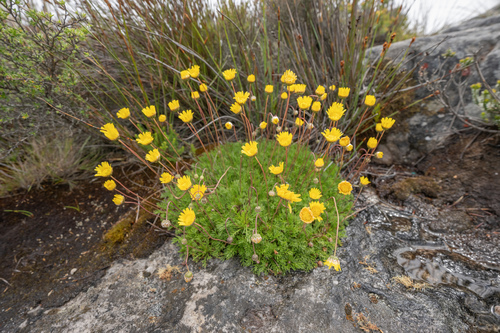 Longstalk Paraseed (Ursinia nudicaulis)