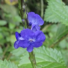 Stachytarpheta