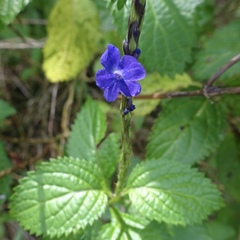 Stachytarpheta