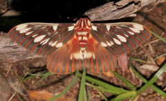 Citheronia splendens