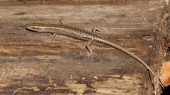 Cryptoblepharus cygnatus