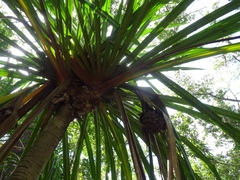 Pandanus