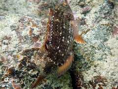 Pteragogus flagellifer