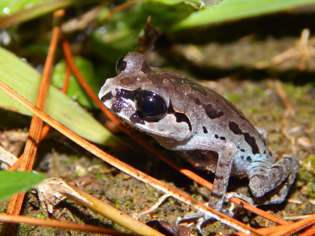 Hasselt's Toad (Leptobrachium hasseltii)
