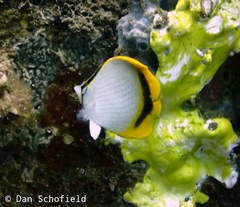 Chaetodon selene