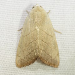 Bagisara buxea
