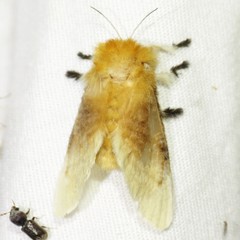 Megalopyge bissesa