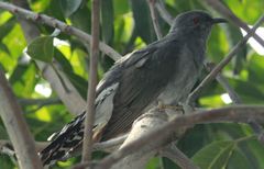 Cacomantis passerinus