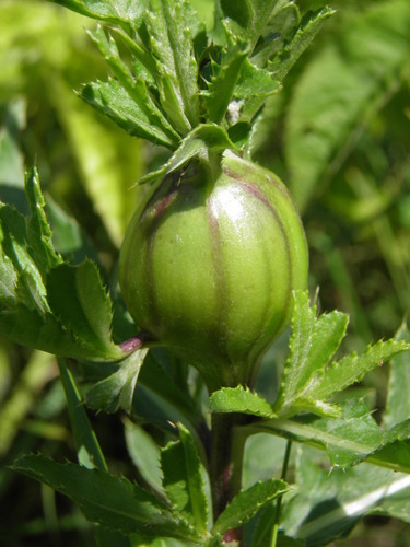 Daginė margasparnė