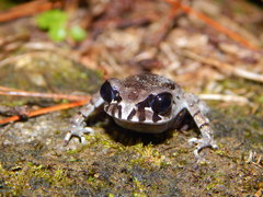 Leptobrachium hasseltii