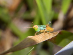 Caryanda spuria
