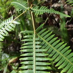 Dicranopteris