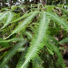Dicranopteris