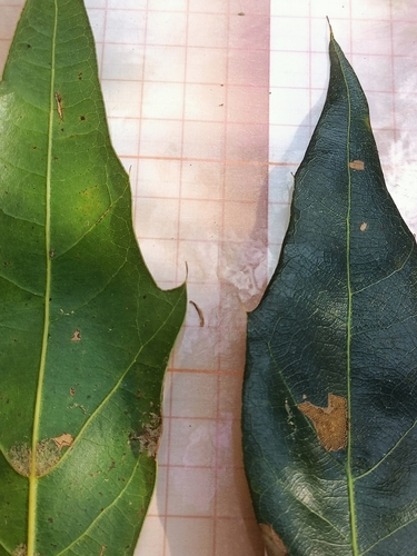 Quercus affinis