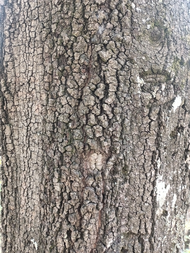 Quercus affinis