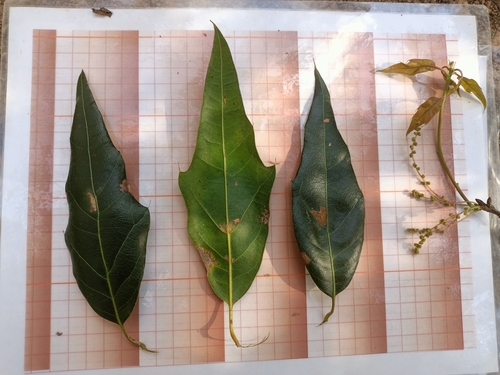 Quercus affinis
