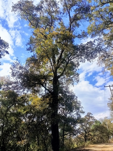 Quercus affinis