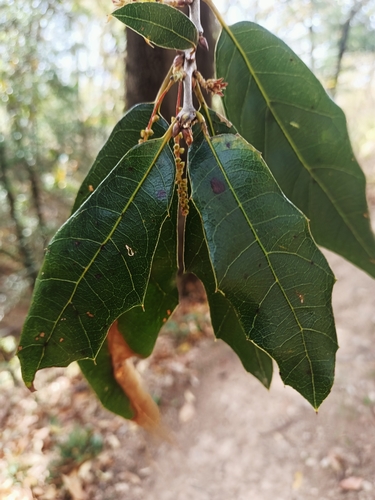 Quercus affinis