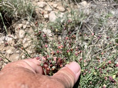 Thamnosma texana