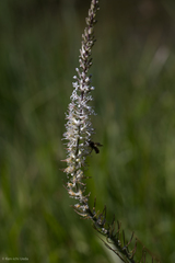 Thelypodium crispum