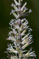 Thelypodium crispum