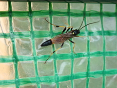 Ichneumon confusor
