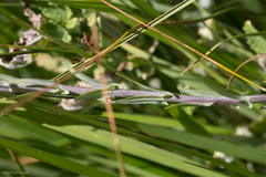 Thelypodium crispum