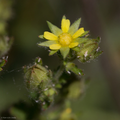 Potentilla biennis