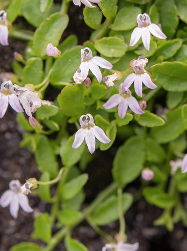 Ground Lobelia (Unigenes humifusa)