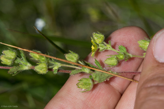 Potentilla biennis