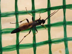 Ichneumon confusor