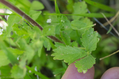 Potentilla biennis